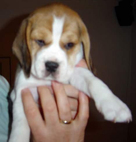 Beagle Amy - ja det er så lille Amy på 7 uger . det er den sødeste synes jeg smil billede 1