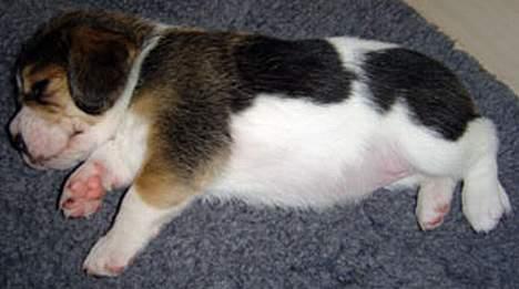 Beagle Amy - og  her jeg tre uger  billede 2