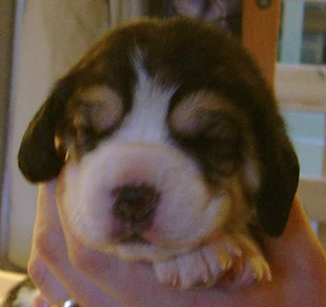 Beagle Amy - ja her er jeg to uger  billede 3