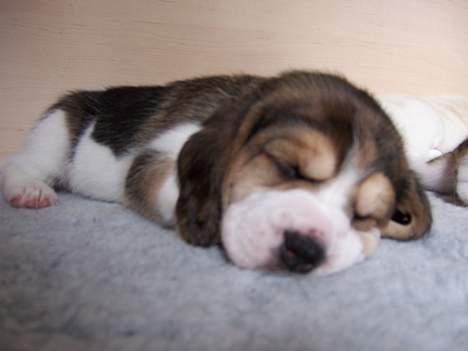 Beagle Amy - ja det nu har jeg lige mødt min mor og far for første gang ,det er hårdt sådan at ha gæster  billede 4