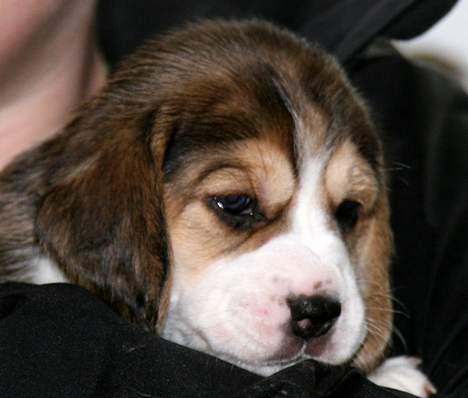 Beagle Amy - ja her sidder jeg osse ved min mor  billede 5