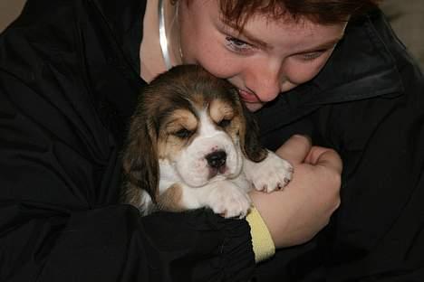 Beagle Amy - ja her er jeg med min mor  billede 6