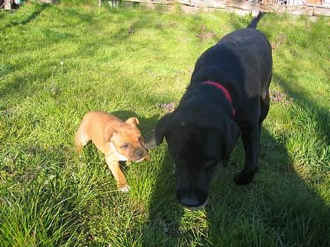 Staffordshire bull terrier ENVY - leger lige lidt med svigerhunden Fie.... billede 16