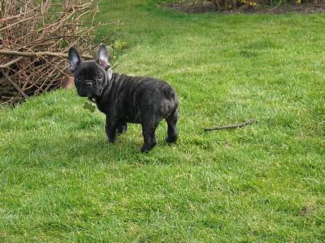 Fransk bulldog Gustav billede 11