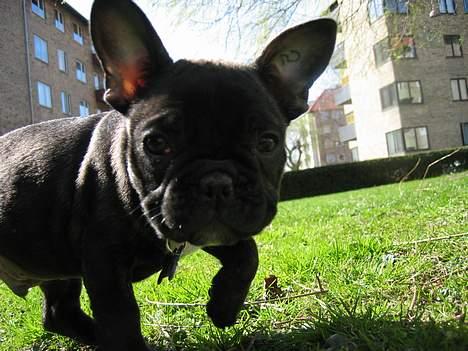 Fransk bulldog Gustav billede 12