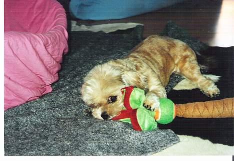 Shih tzu Emma R.I.P billede 2
