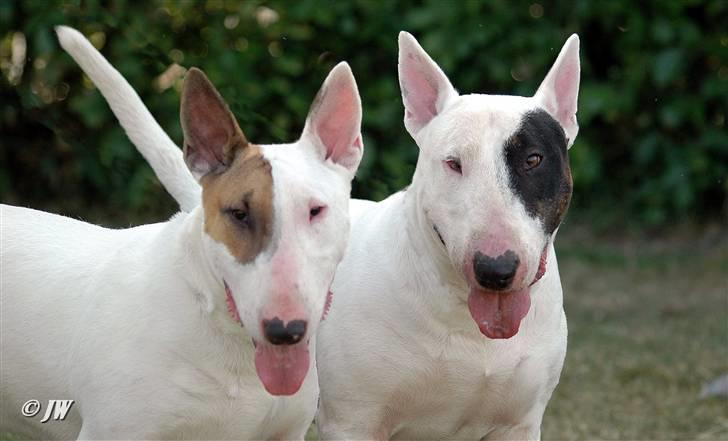 Bullterrier                    *RIP* Joker - Kaisa BIR i Varde & Joker BIM, 2008. RIP smukke Kaisa... billede 13