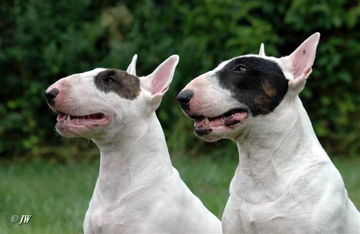 Bullterrier                    *RIP* Joker - Wehlast Bull´s Adorable Disney og Joker :0) billede 14