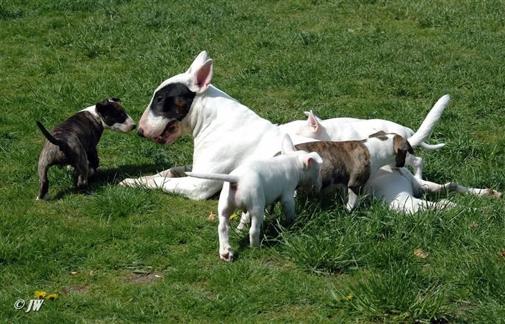 Bullterrier                    *RIP* Joker - Onkel Joker med Jazzy´s hvalpe :0) billede 15