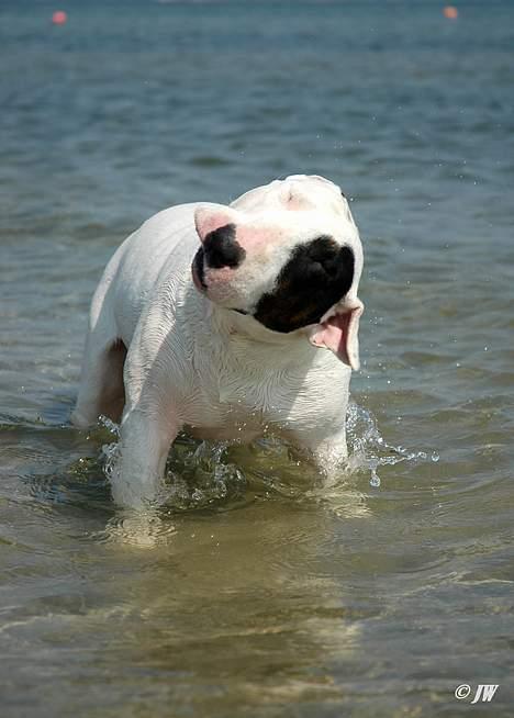 Bullterrier                    *RIP* Joker - SHAKE ! Den 26. April 2007  billede 16