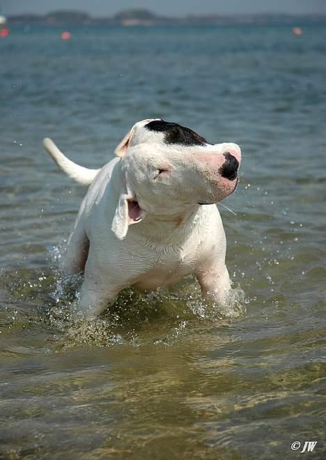 Bullterrier                    *RIP* Joker - SHAKE ! Den 26. April 2007  billede 17