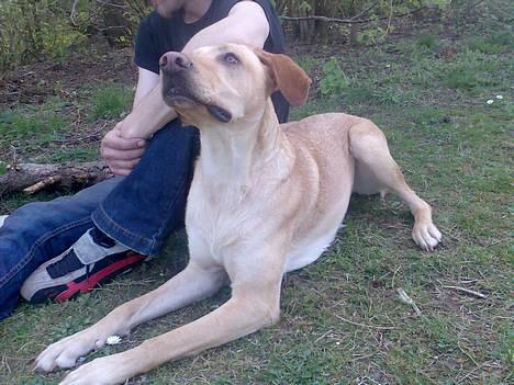 Blanding af racer Beauty billede 1