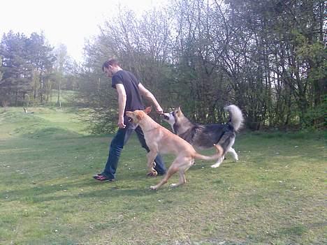 Blanding af racer Beauty billede 2