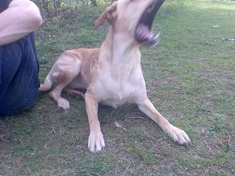 Blanding af racer Beauty billede 3