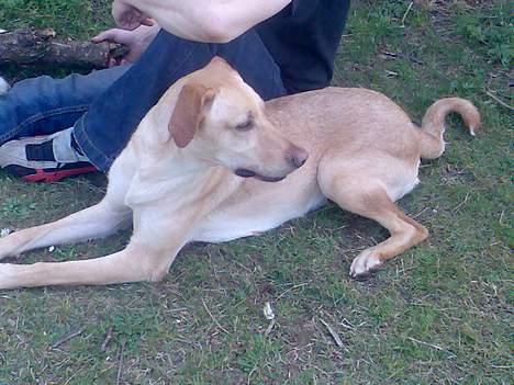 Blanding af racer Beauty billede 4