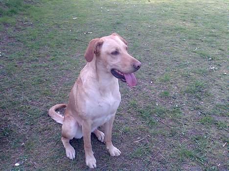 Blanding af racer Beauty billede 5