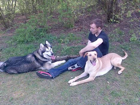 Blanding af racer Beauty billede 6