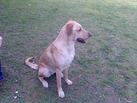 Blanding af racer Beauty billede 7