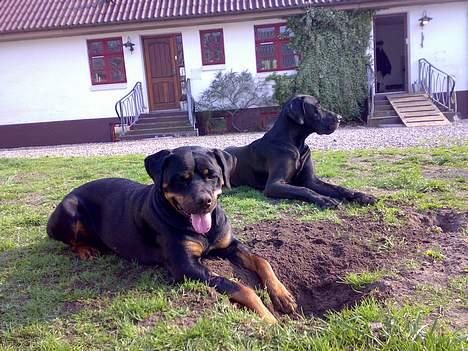 Rottweiler Marco`s Jessie - Uha det her er hårdt billede 5