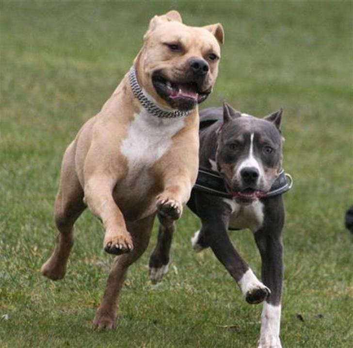 Amerikansk staffordshire terrier ~¤ DJANGO ¤~ - mig og min rigtig gode ven Xanthos billede 11