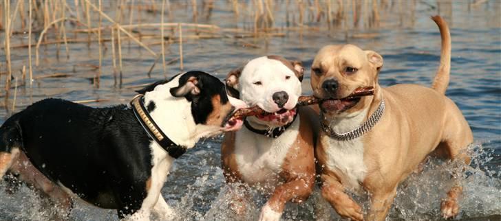 Amerikansk staffordshire terrier ~¤ DJANGO ¤~ - Django leger med Ozzy og Iceman billede 12