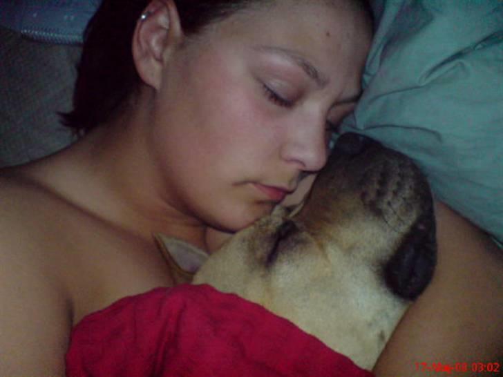 Amerikansk staffordshire terrier ~¤ DJANGO ¤~ billede 13