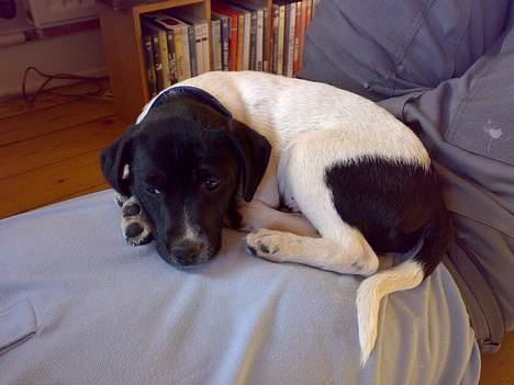 Dansk svensk gaardhund Chicco billede 1