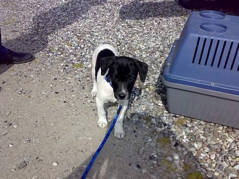 Dansk svensk gaardhund Chicco - Chiccos ankomst billede 2