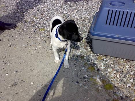 Dansk svensk gaardhund Chicco billede 3