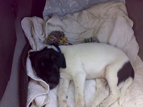 Dansk svensk gaardhund Chicco - Chicco med ude og køre bil billede 4