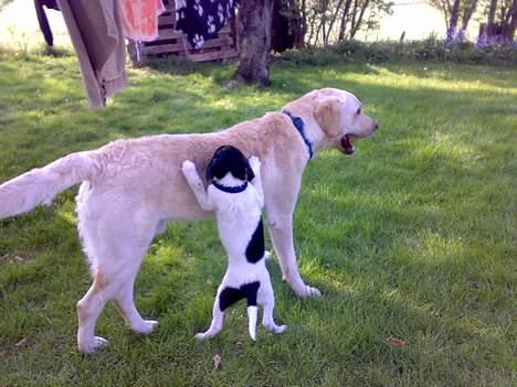 Dansk svensk gaardhund Chicco - Hvordan kommer jeg op på din ryg? billede 5