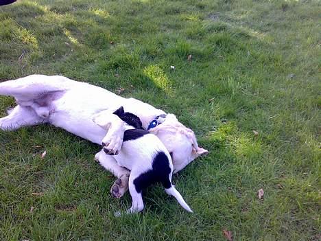 Dansk svensk gaardhund Chicco - Det er så sjovt at lege med Basse ;-) billede 6