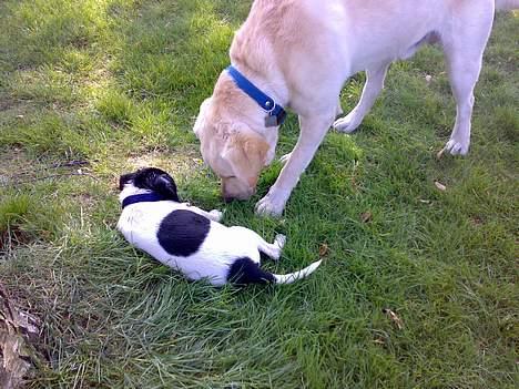 Dansk svensk gaardhund Chicco billede 7