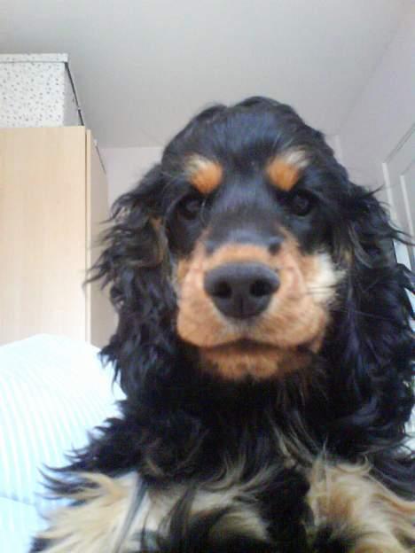 Cocker spaniel Chili - Pas på jeg er meget farlig ss billede 1