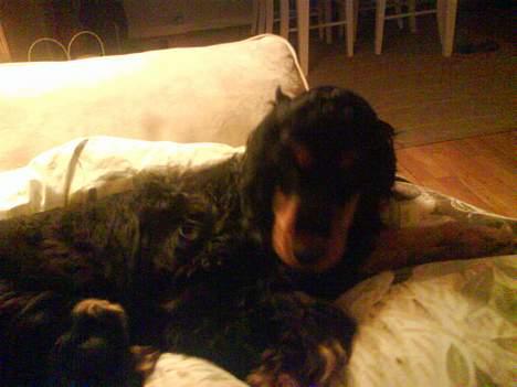 Cocker spaniel Chili - mmm der er intet bedre end at putte hos mormor billede 2