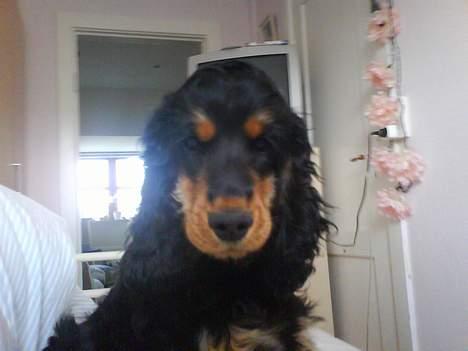 Cocker spaniel Chili - er jeg ik dejlig billede 3