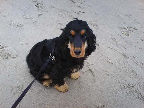 Cocker spaniel Chili - hello mor det er lidt koldt billede 4