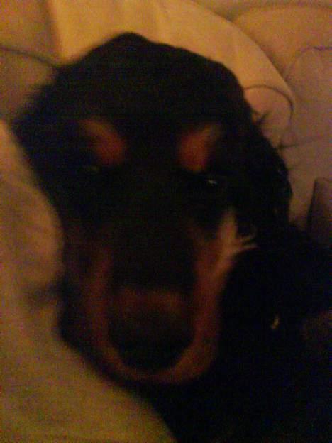 Cocker spaniel Chili - suk holder nytår snart op, jeg er lidt bange billede 5