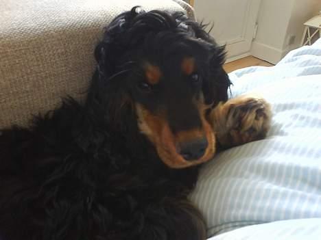 Cocker spaniel Chili - hey ikke tage billder jeg er jo lige vågnet billede 6