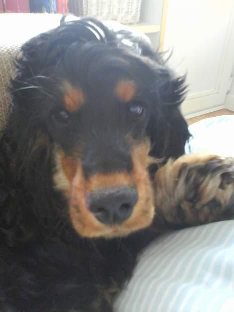 Cocker spaniel Chili - Det er ikke fair billede 7