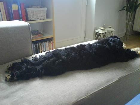 Cocker spaniel Chili - suk  billede 8