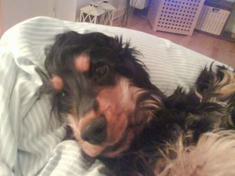 Cocker spaniel Chili - mmm elsker dyner billede 9