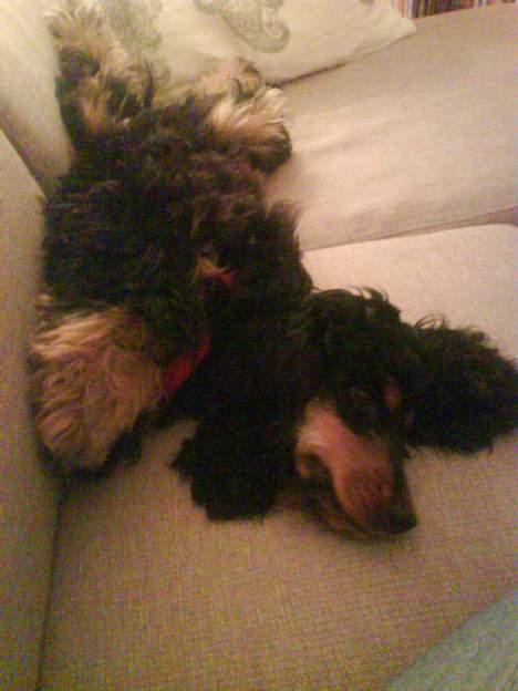 Cocker spaniel Chili - hvaaa det er faktisk min sofa det her!!! billede 10