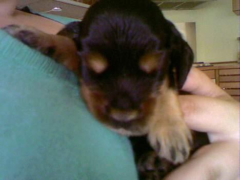 Cocker spaniel Chili - Chili to uger gammel, første gang jeg så hende billede 11