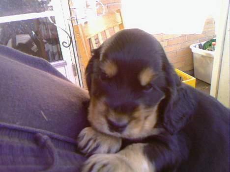 Cocker spaniel Chili - her er jeg hele seks uger gammel og en lille bandit. billede 12