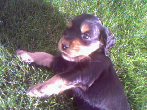 Cocker spaniel Chili - fem uger og glad for min græsplæne billede 13