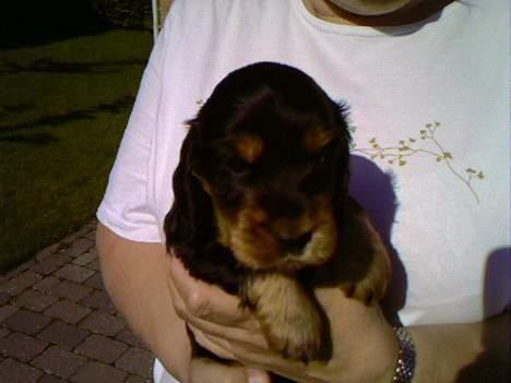 Cocker spaniel Chili - hele seks uger og mine øre er blevet lange ss billede 14