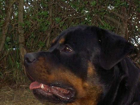 Rottweiler Tyson  R.I.P billede 7