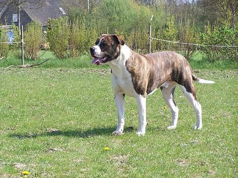 Amerikansk bulldog Kettner´s Devil Dancer -  Står lige og holder øje med hestene.. billede 9