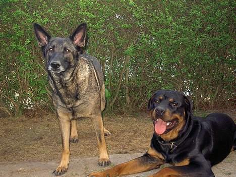 Rottweiler Tyson  R.I.P - Her er så vores 2 skønne hunde. Athena og Tyson billede 8